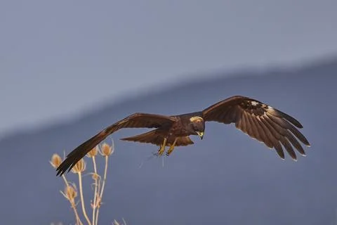Hawk on the hunt Stock Photos