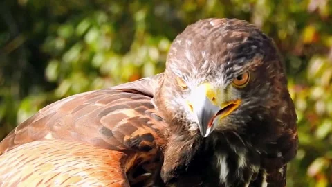 Hawk Hunting Close up Stock Footage 310796117
