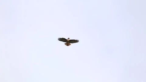 Hawk Hunting Stock Footage 172269141