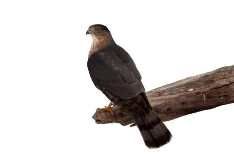 Hawk isolated on white Stock Photos