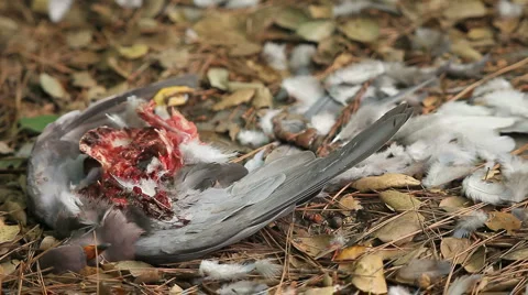 Hawk-killed pigeon close up Stock Footage 4280760