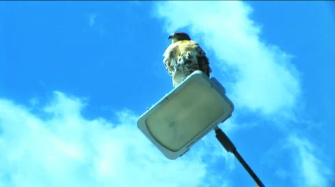 Hawk on Light Video stock 117476