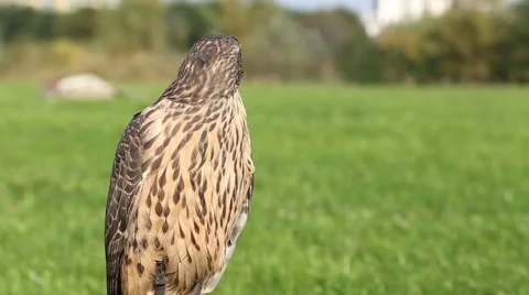 Hawk is looking around Stock-Footage 42636498