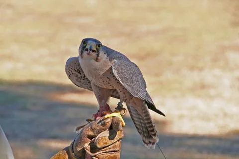 Hawk looking at the camera and making funny face Stock Photos