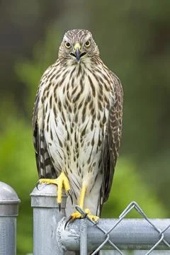 Hawk looking into the camera. Stock Photos