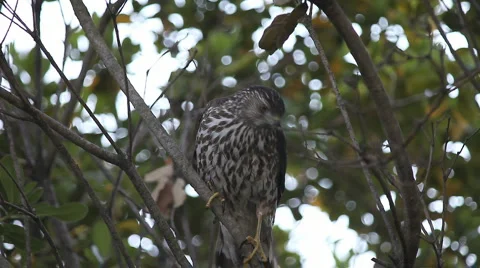Hawk looking for prey Stock Footage 5090281