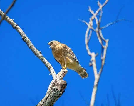 Hawk Looking for Prey Stock Photos