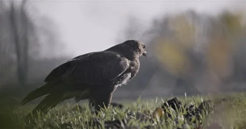 Hawk Looking Through The Ground Stock Footage 144800218