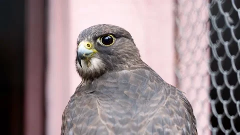 A hawk looking at zoo visitors Stock Footage 168556183