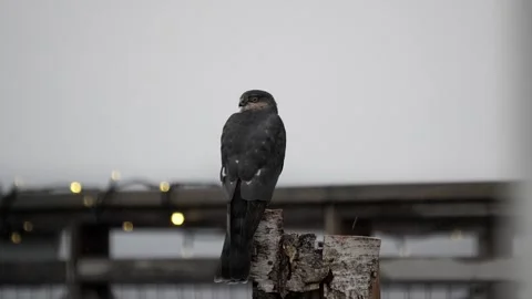 Hawk looks back over its shoulder. Video stock 246599970