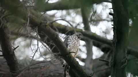 Hawk looks for prey Stock Footage 4818288
