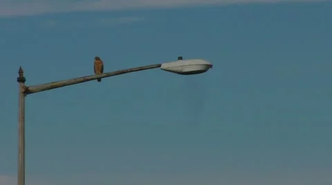 Hawk Looks for Prey Stock Footage 12427780