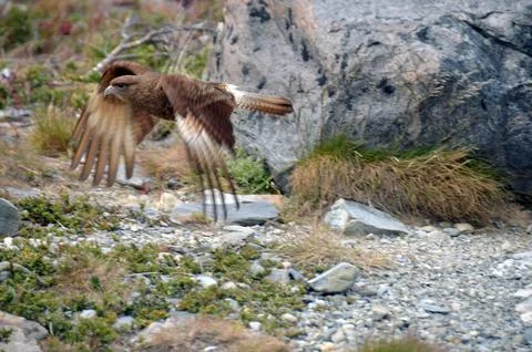 A hawk in mid-flight 库存照片