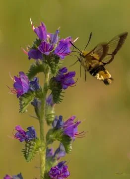 Hawk Moth on a Bluebottle Foto stock