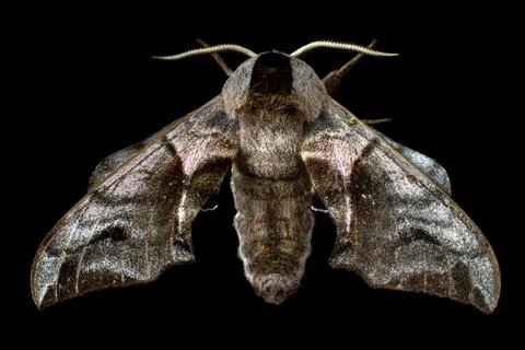 Hawk moth butterfly on a black background Stock Photos