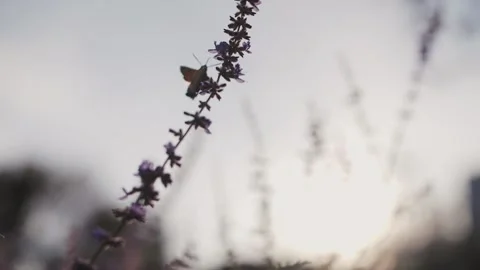 Hawk moth butterfly feeds on pollen Video stock 219729459