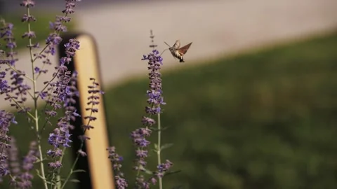Hawk moth butterfly feeds on pollen Video stock 219729487