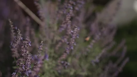 Hawk moth butterfly feeds on pollen lavender Stock Footage 219729502