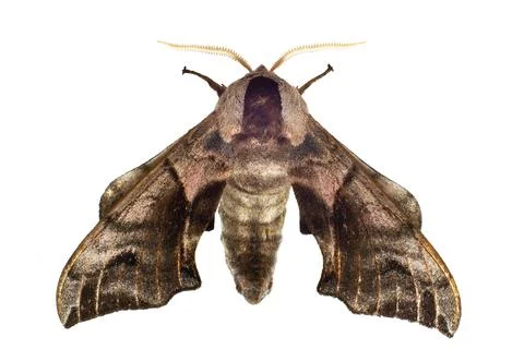 Hawk moth butterfly on a white background Stock Photos