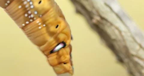 Hawk Moth Caterpillar Stock Footage 168667087