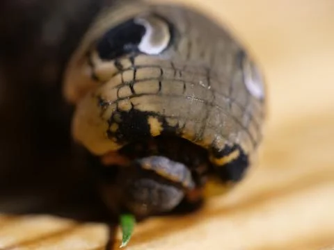 Hawk Moth Caterpillar Macro Close Up Of Strange Snake Like Face Stock Photos