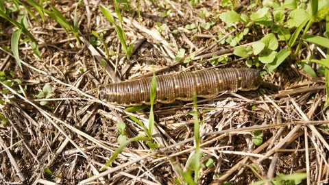 Hawk Moth Caterpillar with tail horn on a warm summer day Stock Footage 231342835