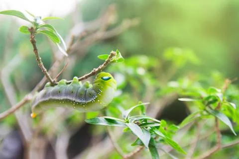 Hawk-moth (Daphnis nerii, Sphingidae) caterpillar climbing eat plant Stock Photos