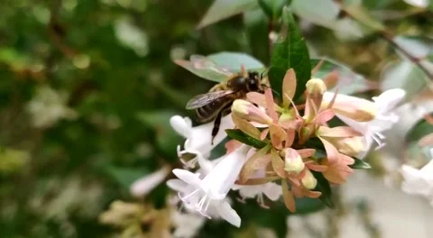 A hawk moth doing stationnary flight to collect the nectar of a flower Stock Footage 137405047