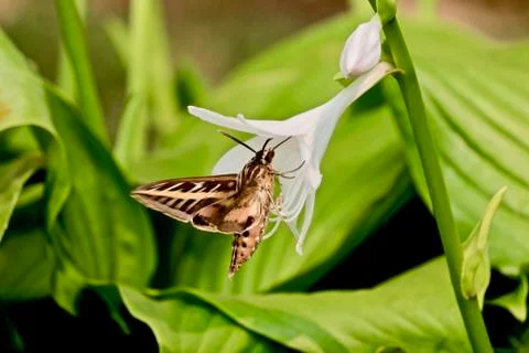 Hawk Moth Drinking Nectar Stock Photos