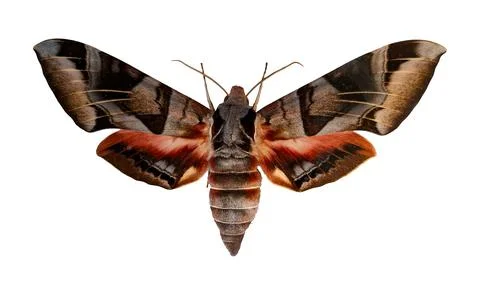 Hawk moth Eumorpha typhon displays vibrant colors and patterns while restin.. Stock Photos