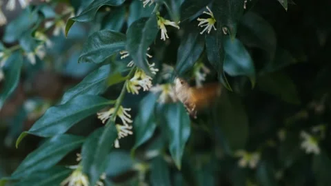 Hawk moth gray Sphingidae close-up 動画素材 180466029
