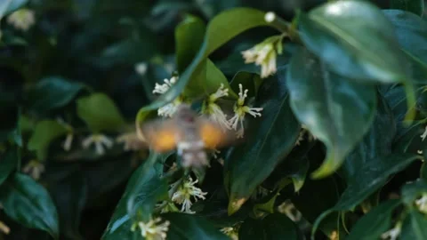 Hawk moth gray Sphingidae close-up 動画素材 180466736