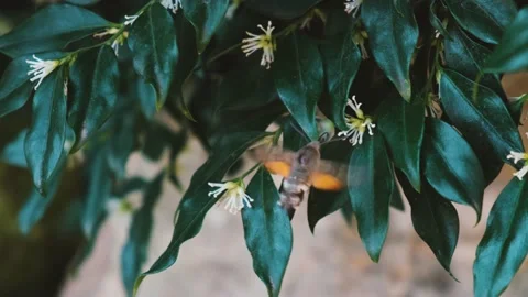 Hawk moth gray Sphingidae close-up. Video stock 219350143