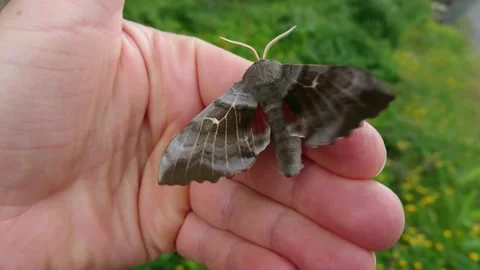 Hawk moth on hand Stock Footage 169544799