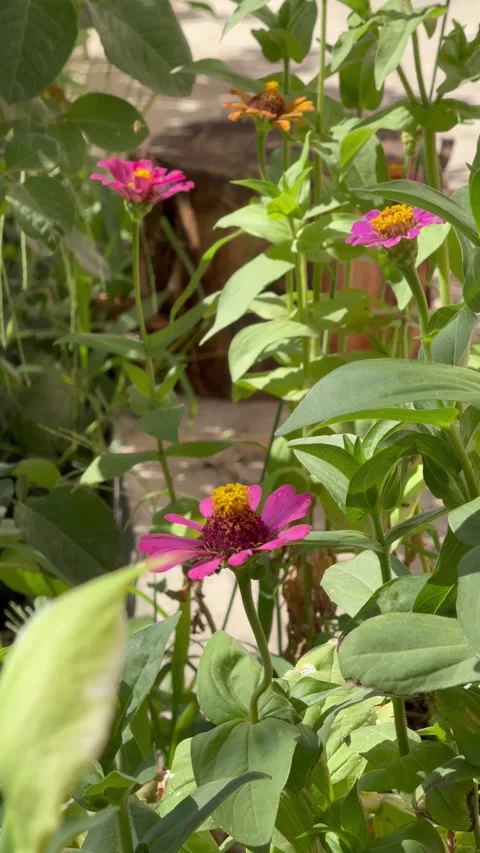 Hawk Moth Hovering and Feeding on Pink Zinnia Flower in Summer Garden Stock Footage 340014057