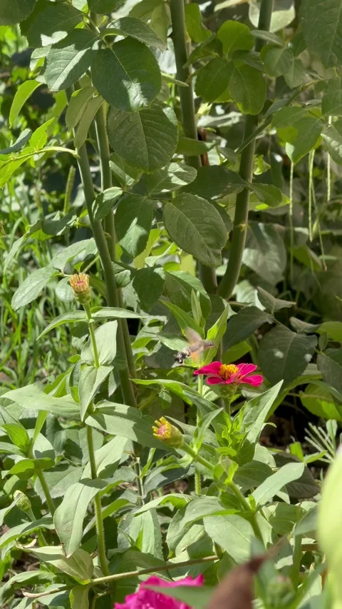Hawk Moth Hovering and Feeding on Pink Zinnia Flower in Summer Garden Stock Footage 340014398