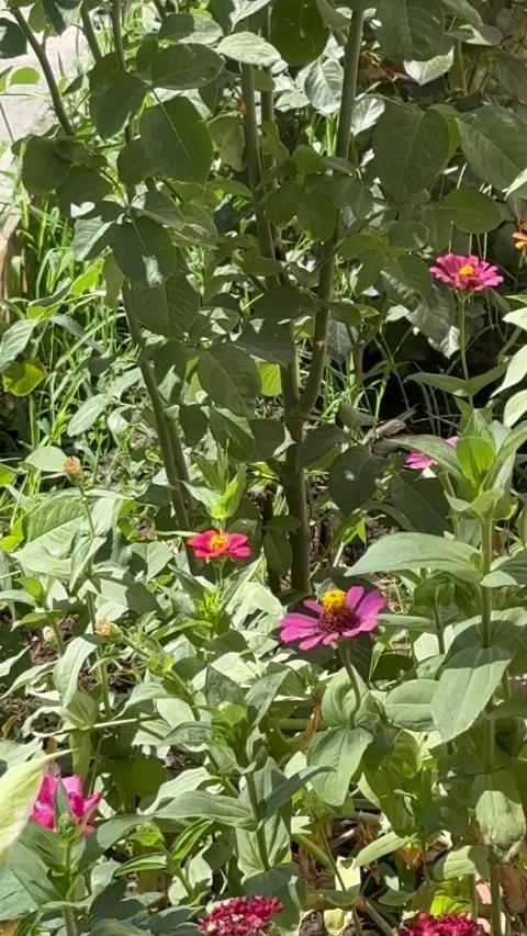Hawk Moth Hovering and Feeding on Pink Zinnia Flower in Summer Garden Stock Footage 340014814
