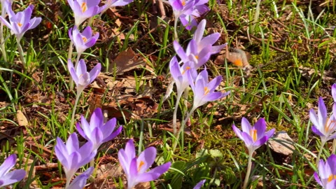 Hawk moth hovering over purple crocus flowers in a spring meadow Stock-Footage 344771838