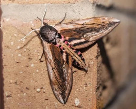 Hawk moth Stock Photos