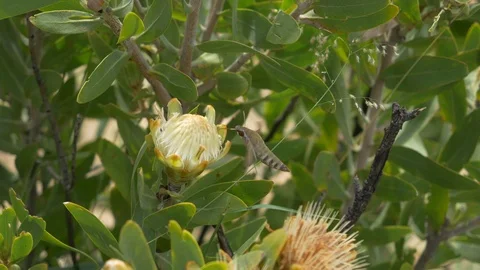 Hawk moth pollinates protea flower with proboscis Stock-Footage 87716590