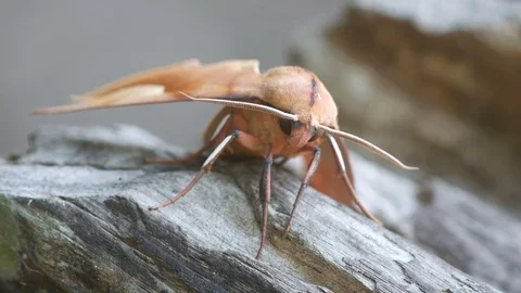 Hawk moth resting in the morning Stock Footage 74929161