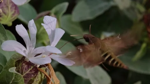Hawk moth sucking nectar from a flower Stock Footage 238803636