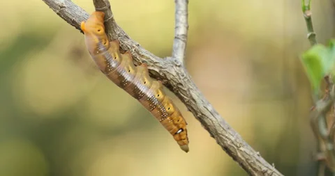 Hawk Moth Yellow Tassar Stock Footage 168667035