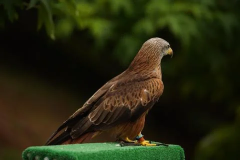 Hawk in national park of Spain Stock Photos