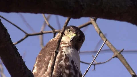Hawk Northern Harrier close up looking through branches at camera Stock Footage 72325959