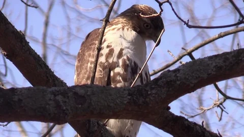 Hawk Northern Harrier close up on tree branch Stock Footage 72324262