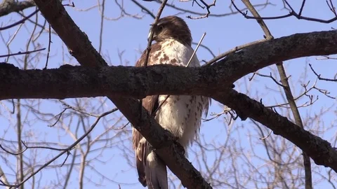Hawk Northern Harrier close up on tree branch winter blue sky Stock Footage 72326067