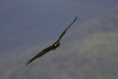 Hawk in observation Stock Photos