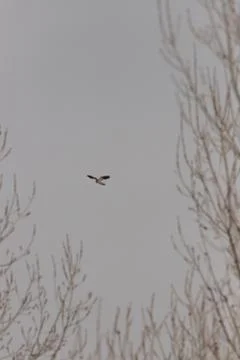 Hawk observing and flying over its prey in Porto Lagos, Xanthi, Greece Stock Photos