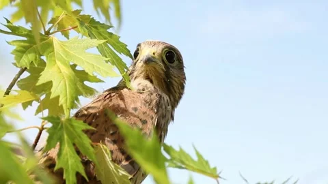 Hawk observing surroundings from green maple tree branch Stock Footage 311060098